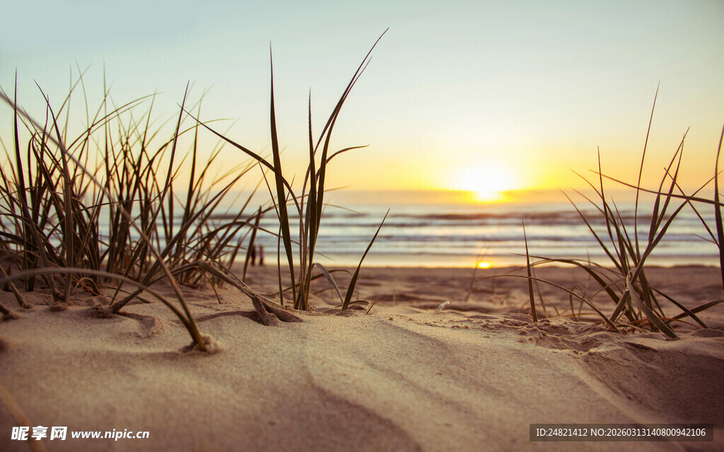 沙滩日落时的摇曳芦苇