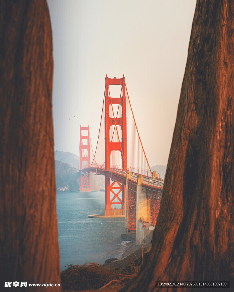 透过树干看金门大桥美景