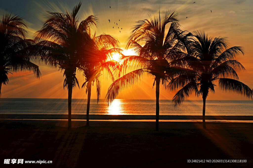 夕阳下的椰树海景