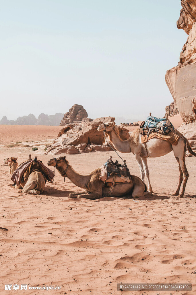 沙漠中的骆驼休憩场景