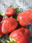 冰上新鲜草莓
