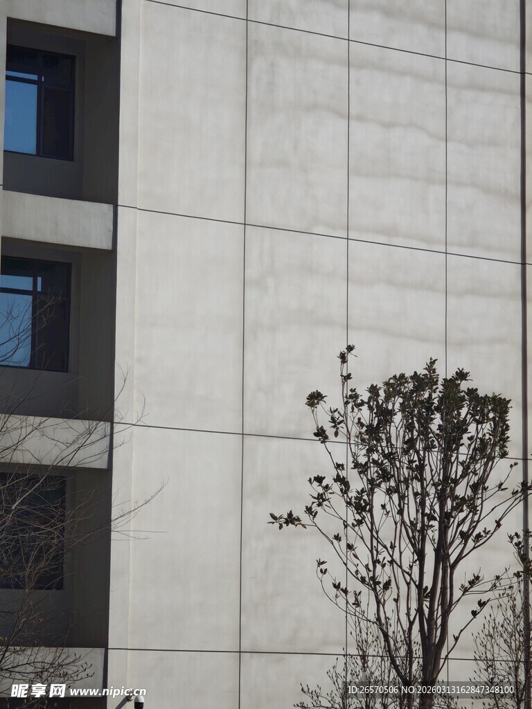 现代建筑旁的孤树