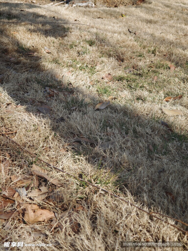 干燥草地的地面景象
