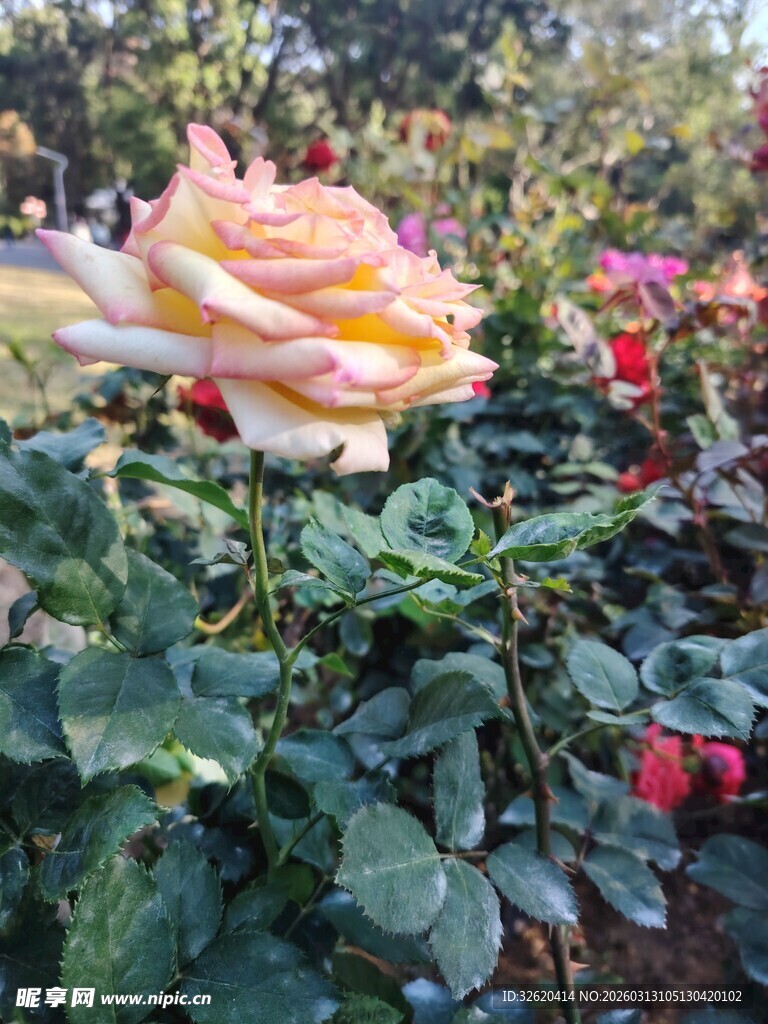 多彩月季花绽放