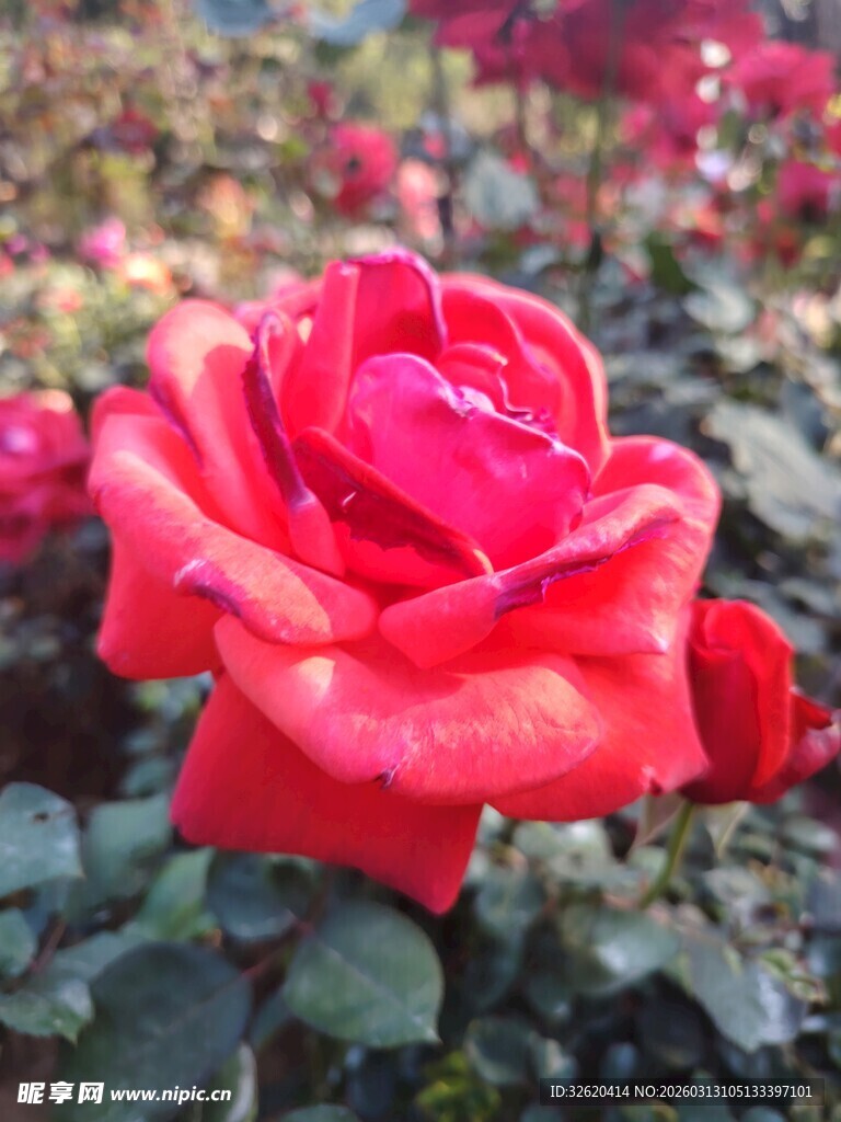 娇艳红玫瑰绽放于花丛