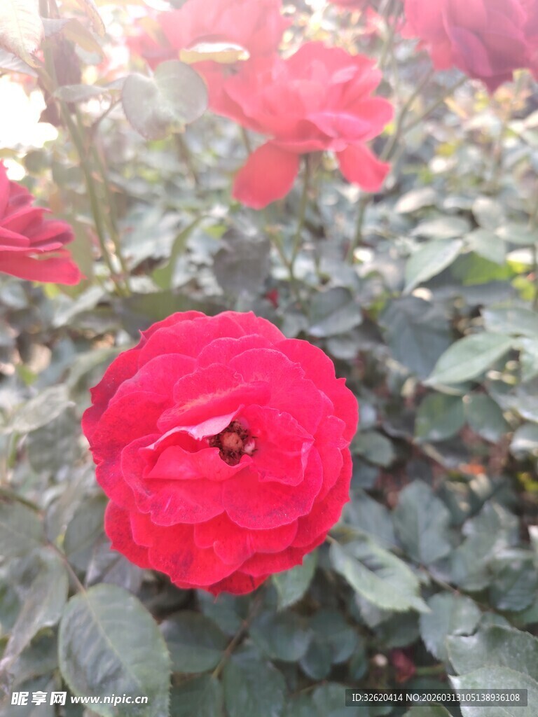 娇艳红玫瑰绽放绿叶间