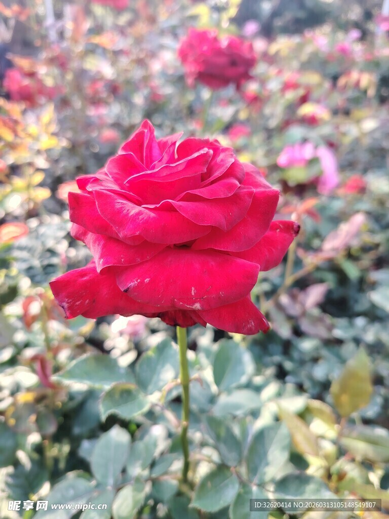 娇艳红玫瑰绽放于花丛中