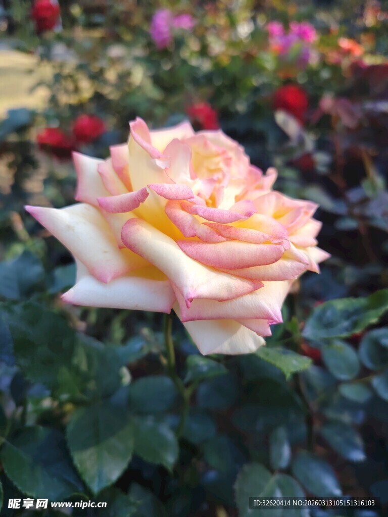 娇艳粉黄月季花绽放