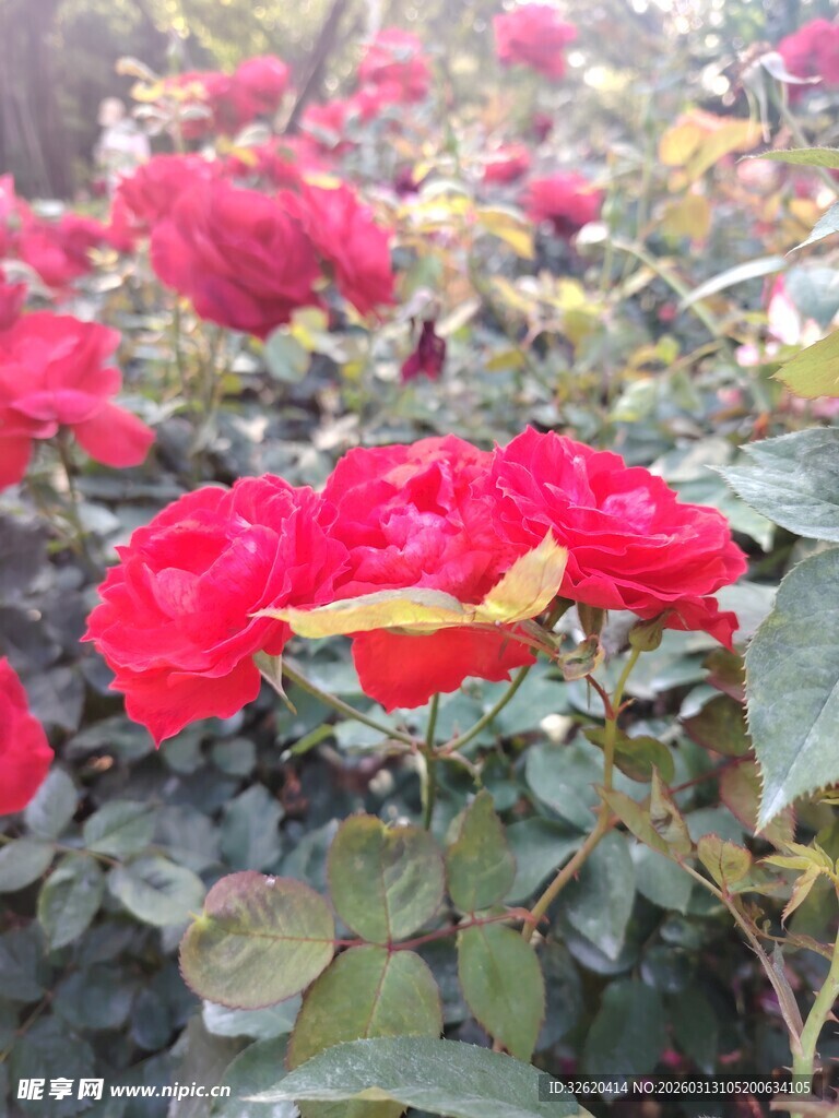 娇艳红玫瑰绽放花丛中