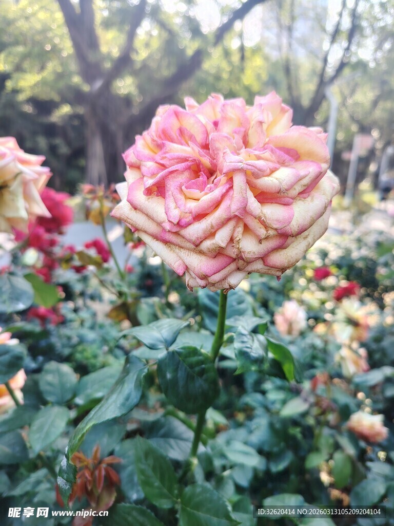 娇艳双色玫瑰绽放花丛