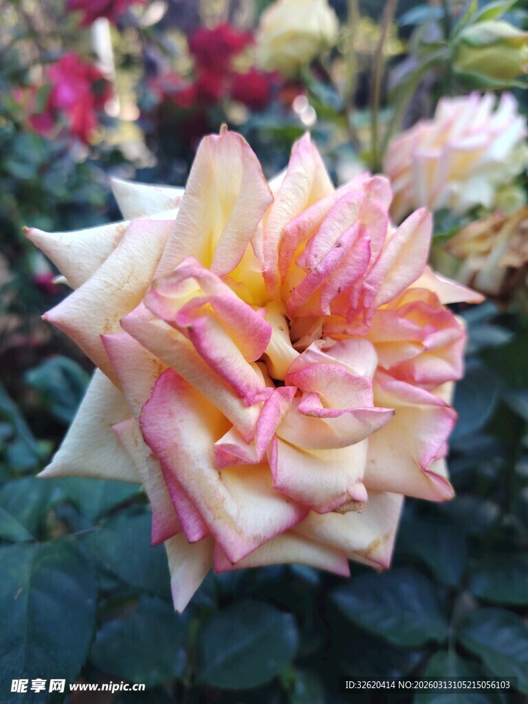 多彩娇艳的绽放玫瑰