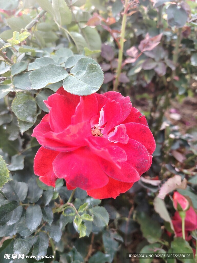 娇艳红玫瑰绽放于绿叶间