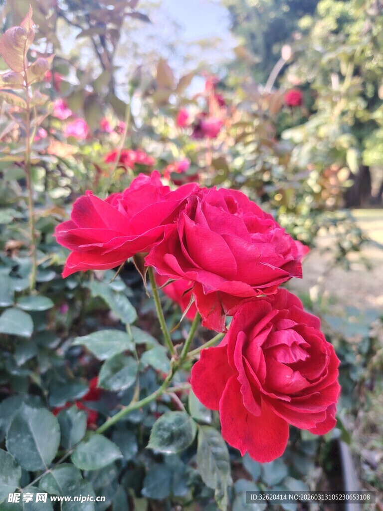 娇艳红玫瑰绽放于花丛