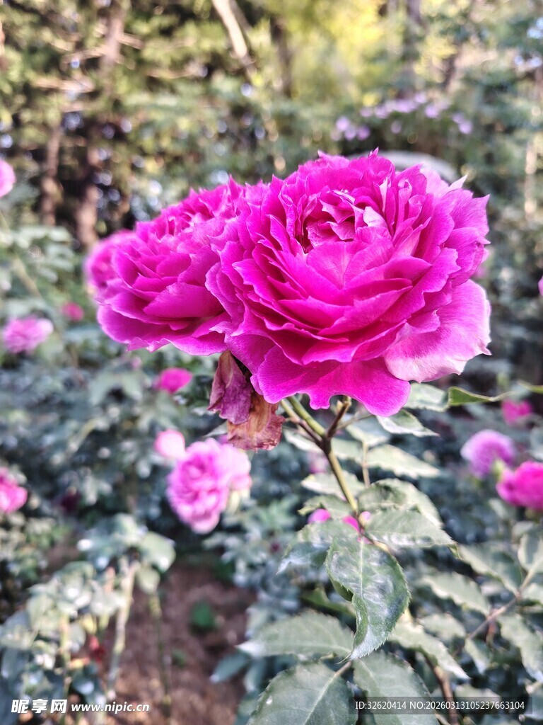 娇艳玫红玫瑰绽放