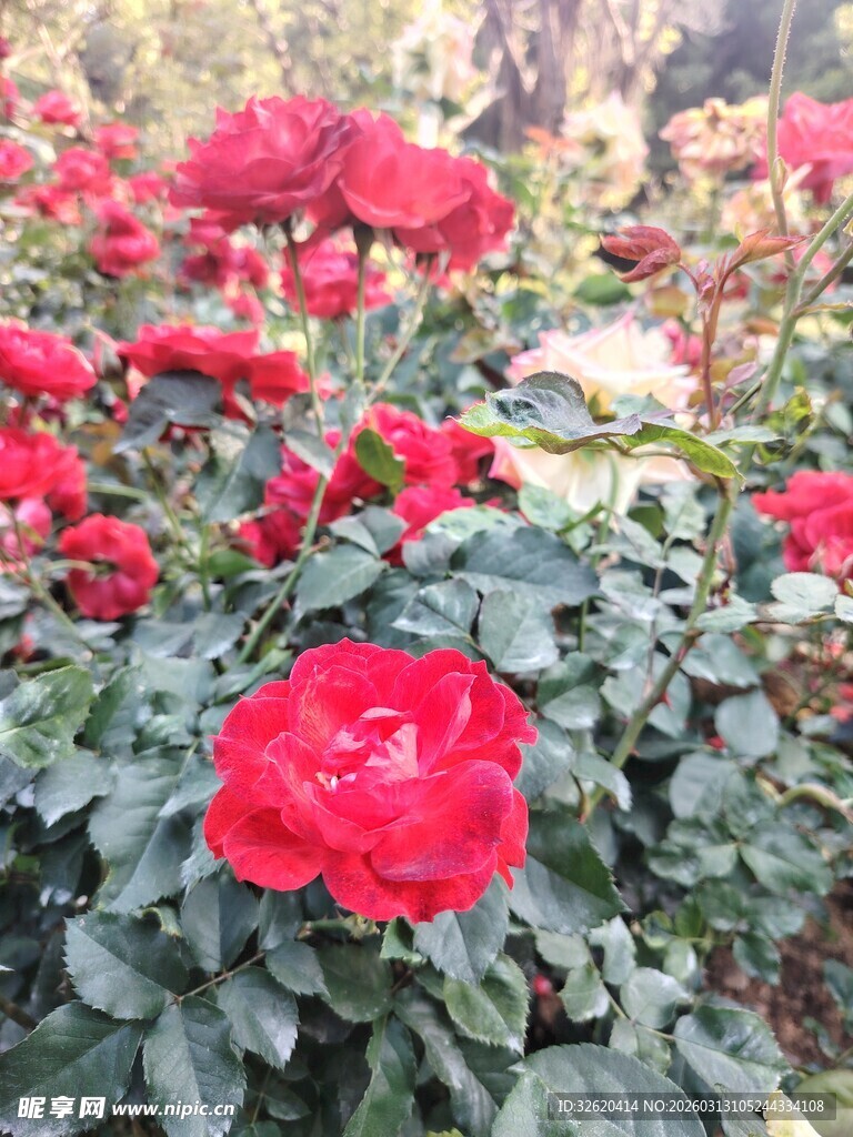 娇艳红玫瑰绽放于绿叶间