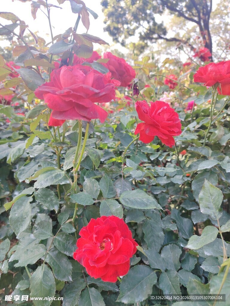 娇艳红玫瑰绽放于绿叶间