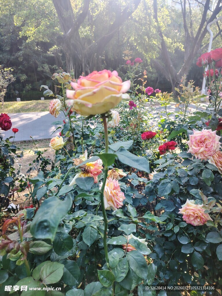 阳光下的多彩玫瑰花丛