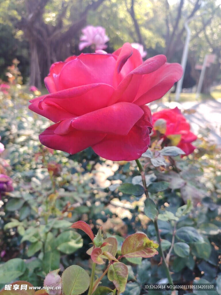 娇艳红玫瑰绽放于花丛