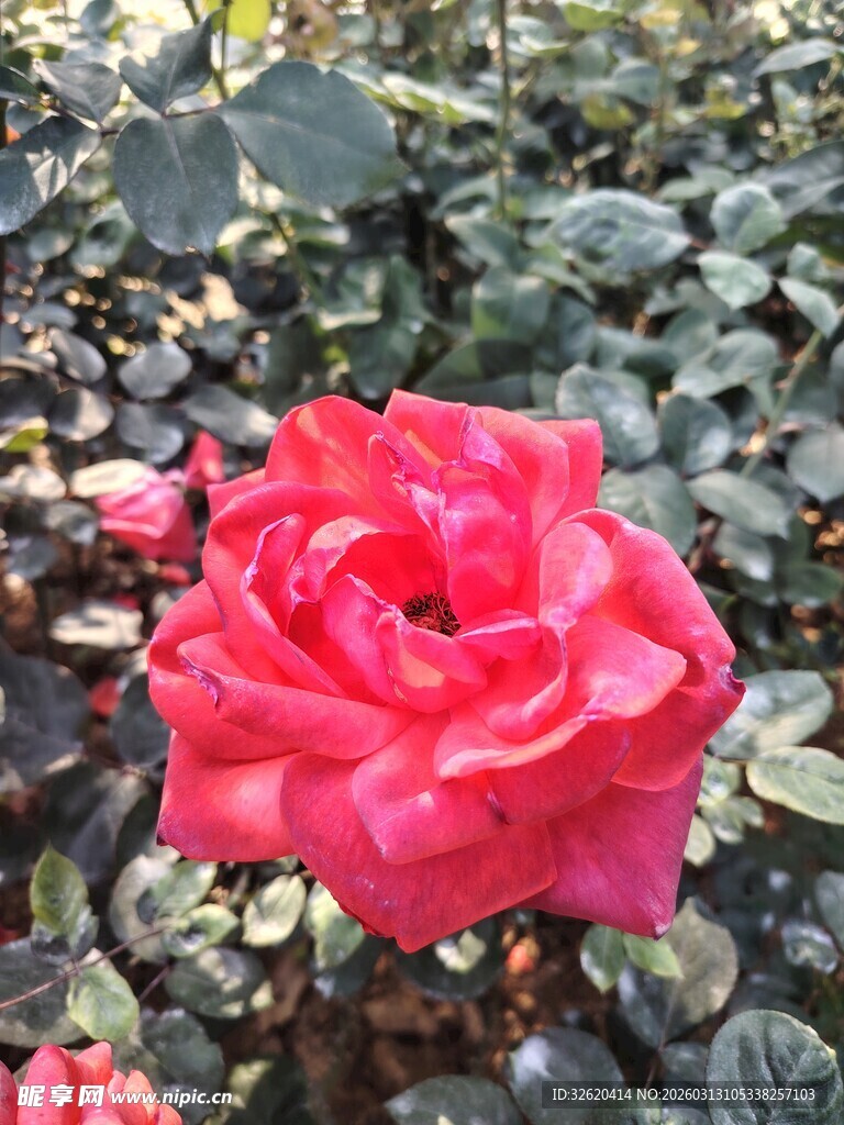 娇艳红玫瑰绽放于绿叶间