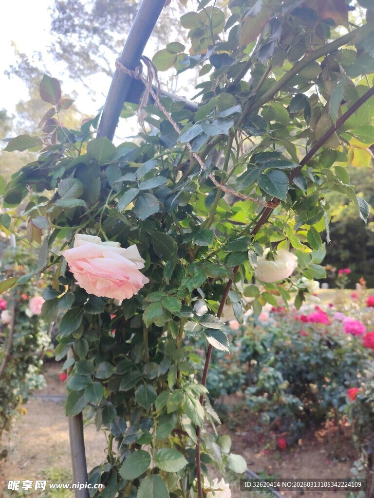 花园里绽放的娇艳玫瑰