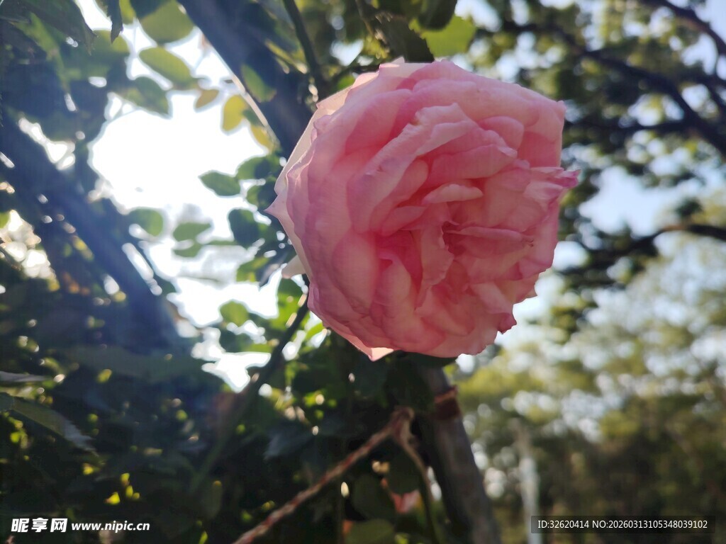 娇艳盛开的粉色花朵