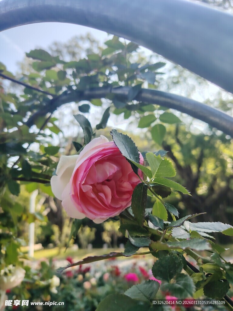 娇艳玫瑰绽放于绿植间