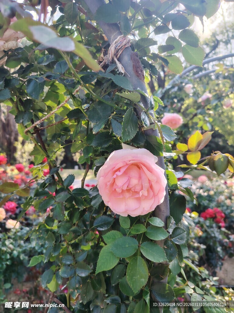 娇艳盛开的美丽粉色茶花