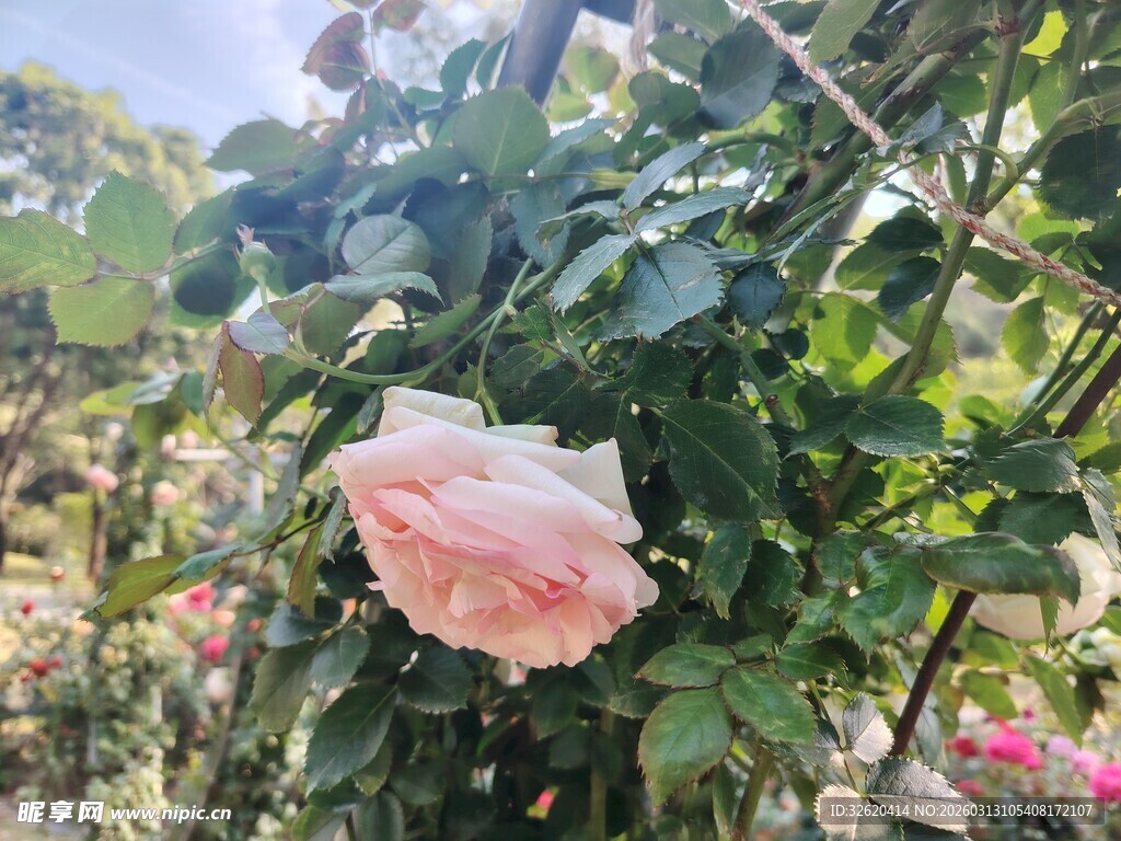 娇艳粉色玫瑰绽放于枝头