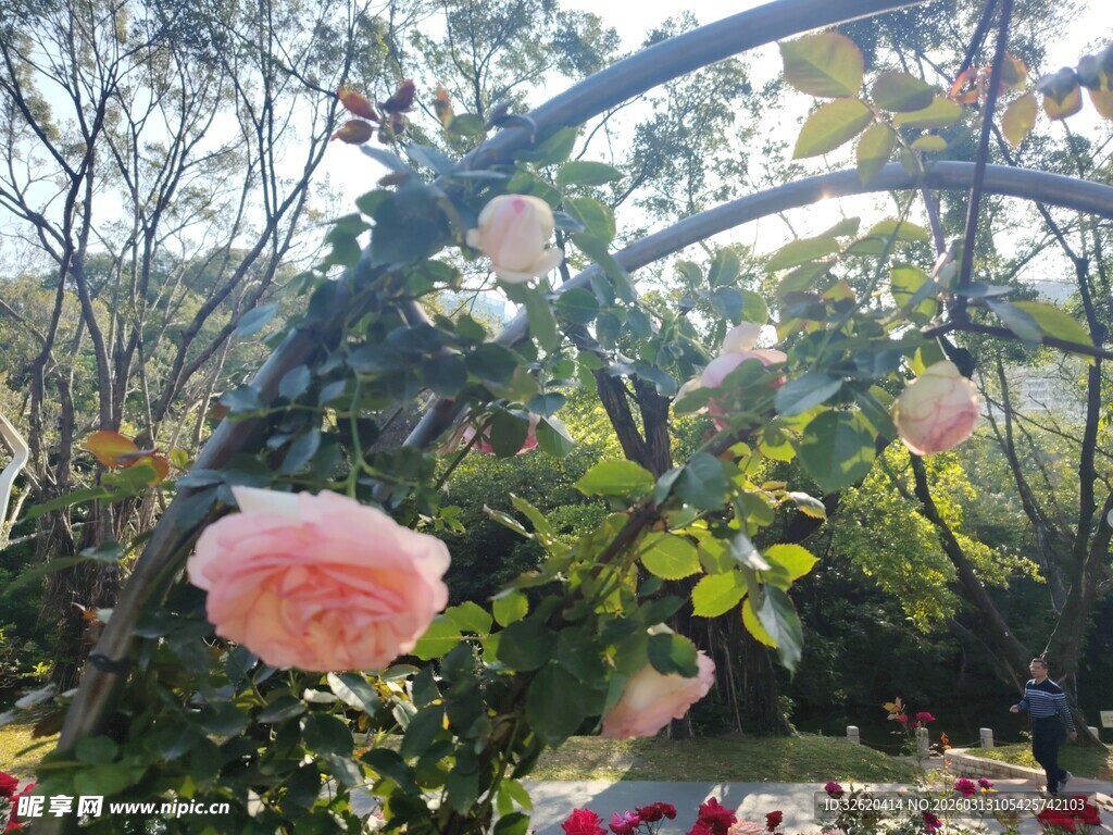 花园中的娇艳粉色花朵