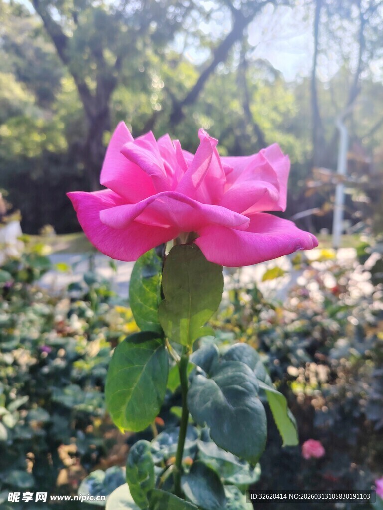 月季花