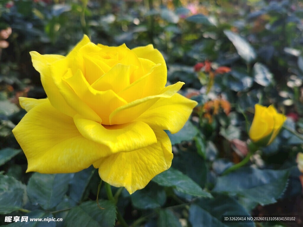 娇艳黄玫瑰绽放绿叶间