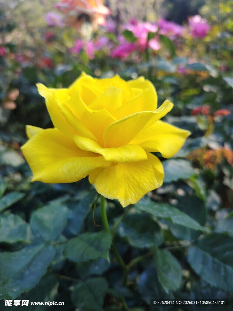 娇艳黄玫瑰绽放于花丛