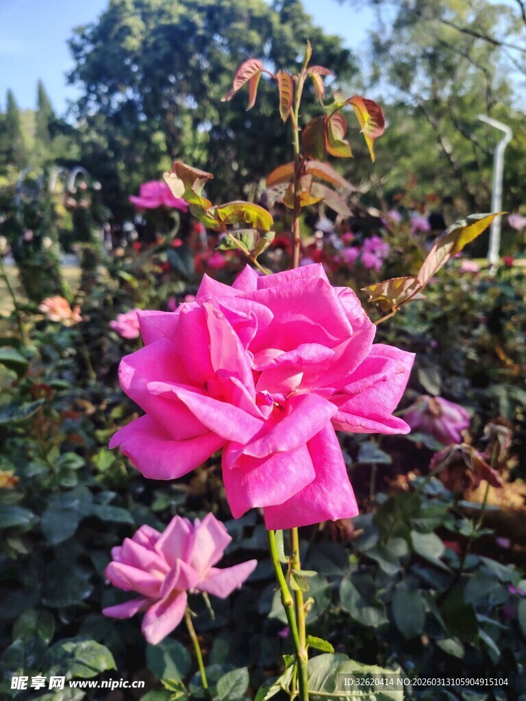 粉色玫瑰