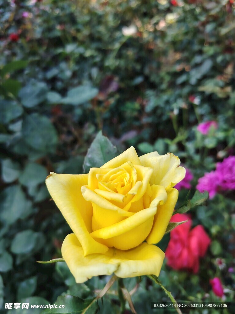 娇艳黄玫瑰绽放花丛中