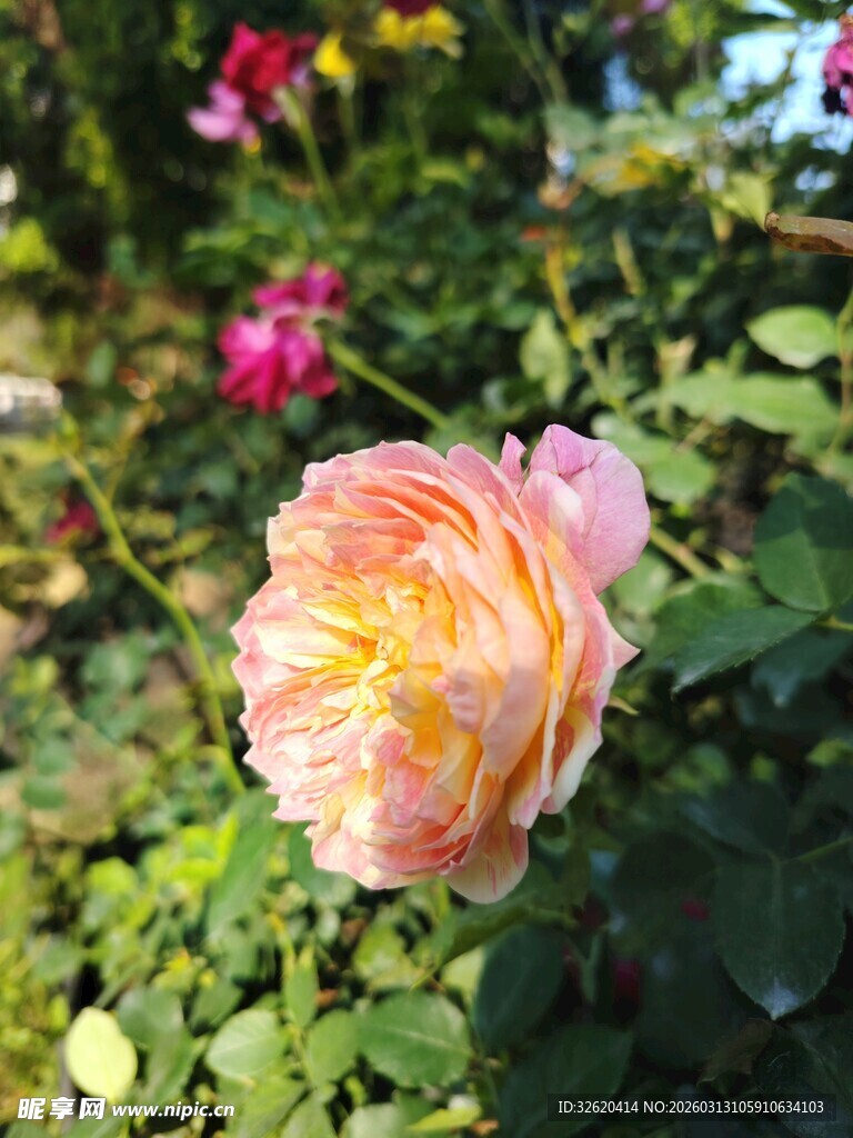 月季花