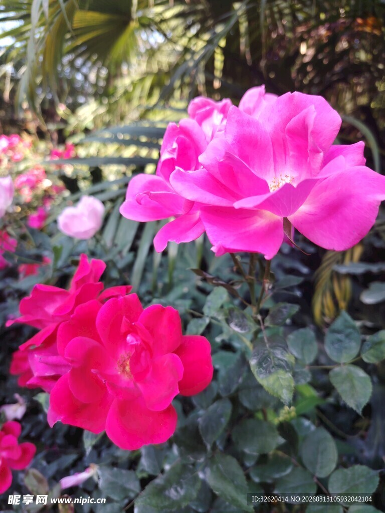 娇艳盛放的两朵绚丽玫瑰