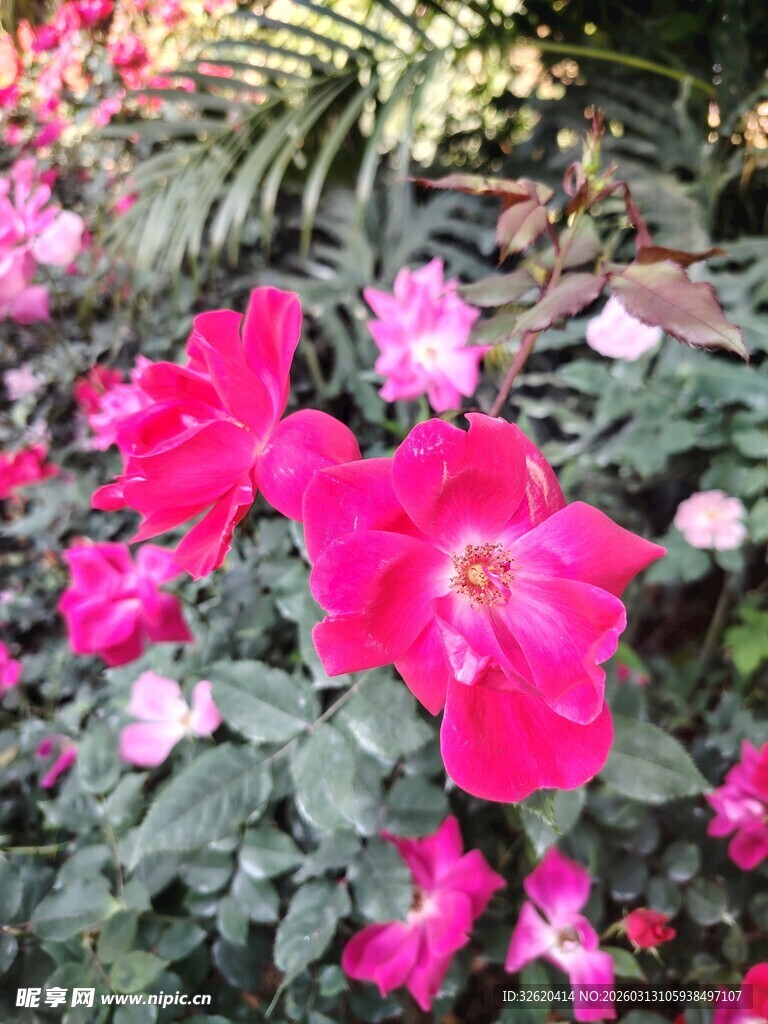 艳丽绽放的玫红色花卉