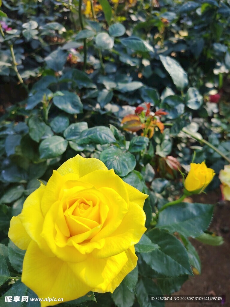 娇艳黄玫瑰绽放花丛中