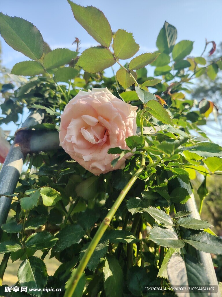 娇艳粉玫瑰绽放绿叶间