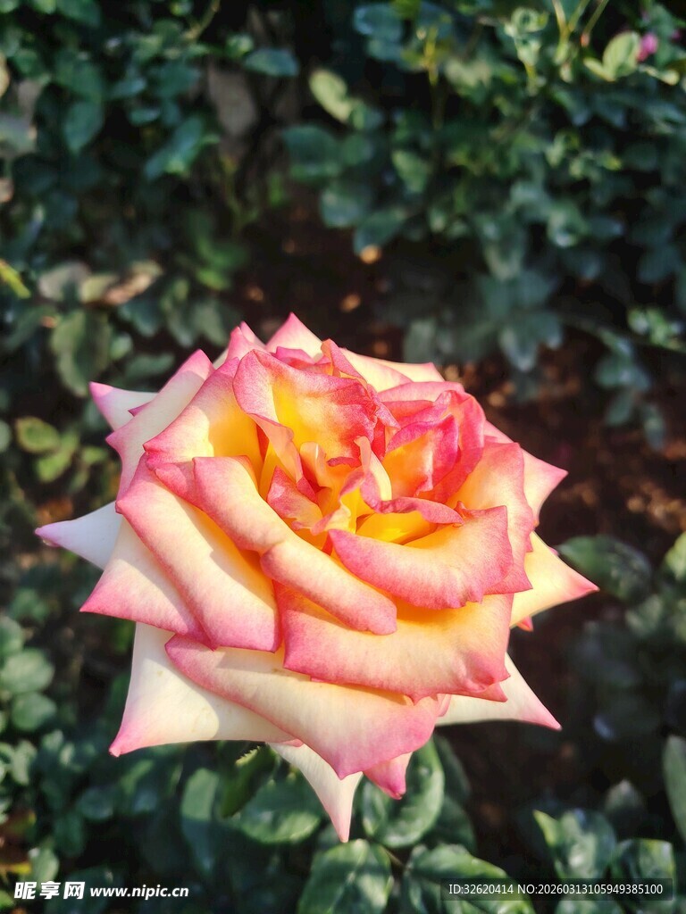 多彩渐变玫瑰花