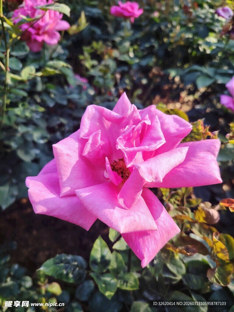 月季花