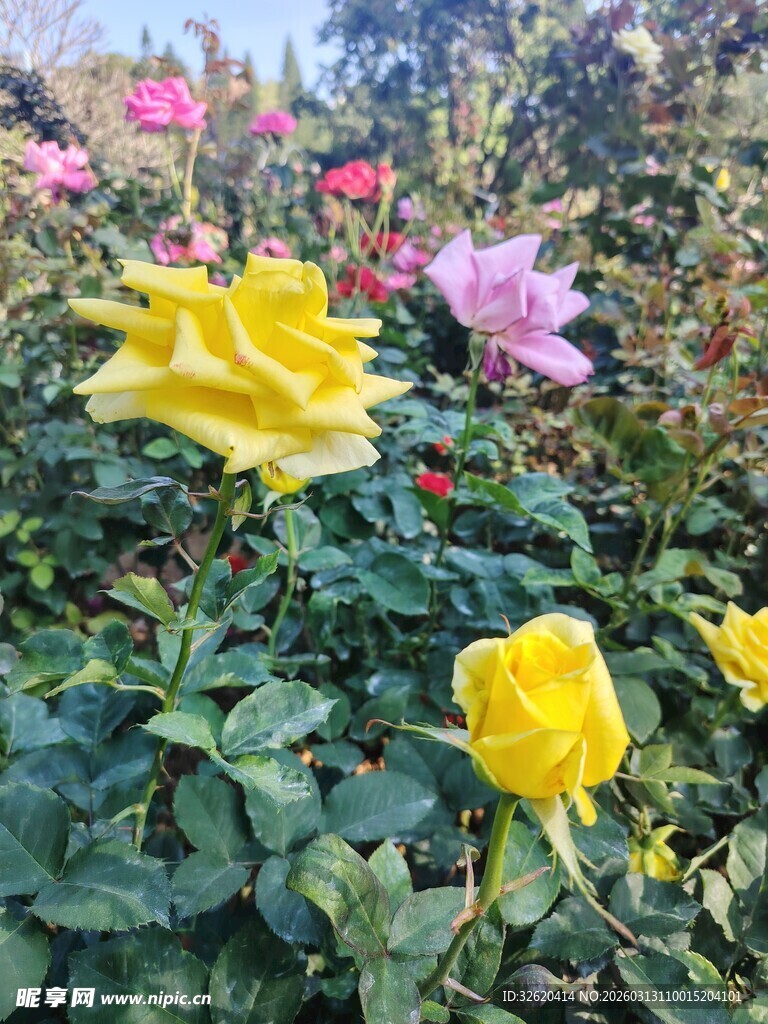 多彩玫瑰绽放于花园