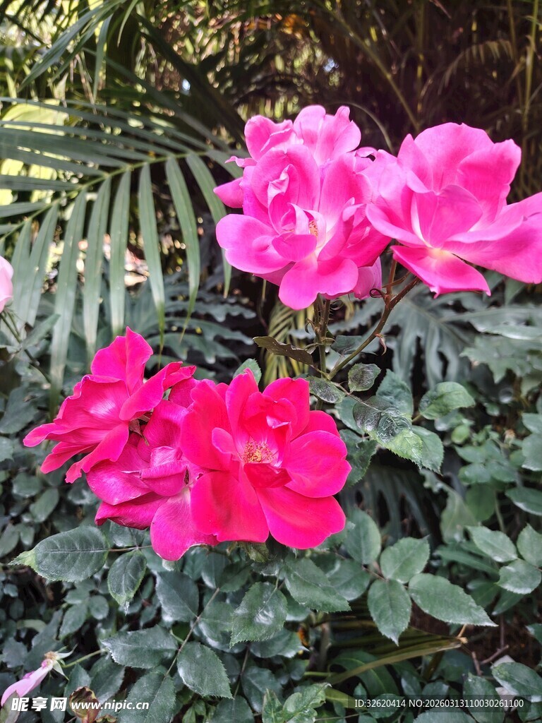 月季花