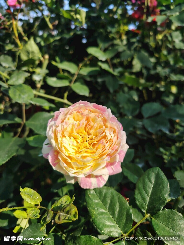 娇艳黄粉玫瑰绽放