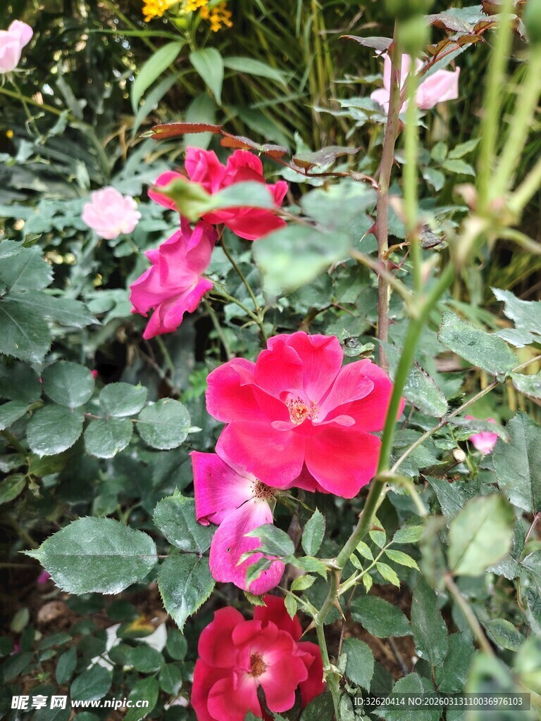 月季花