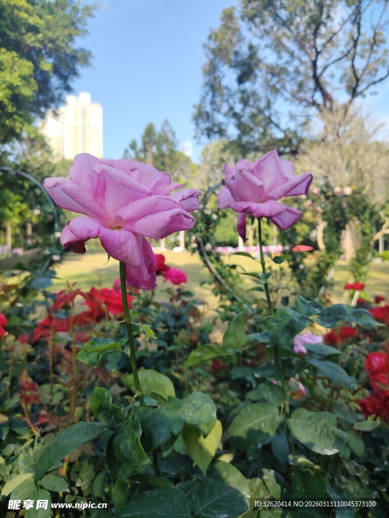 月季花