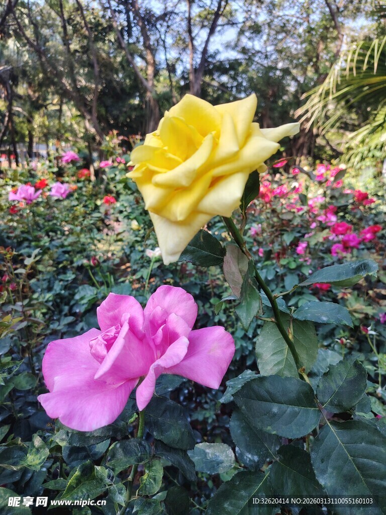 娇艳双色玫瑰绽放花园