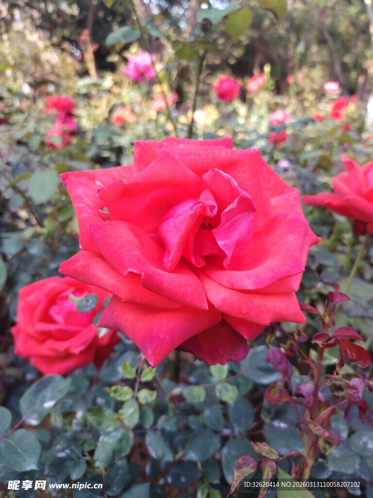 娇艳红玫瑰绽放于花丛