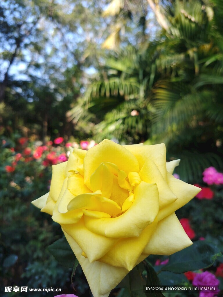 娇艳黄玫瑰绽放于花丛