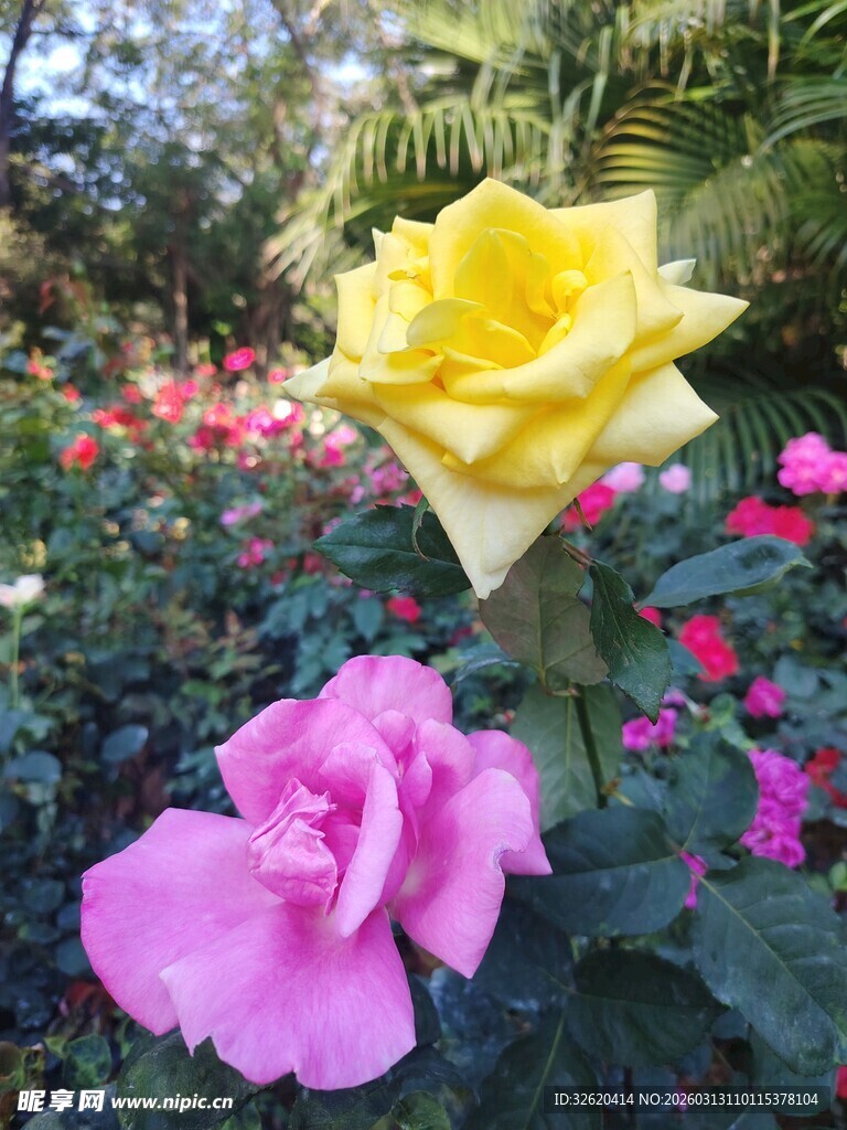 娇艳玫瑰绽放多彩花园